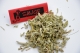 Sauge tisane