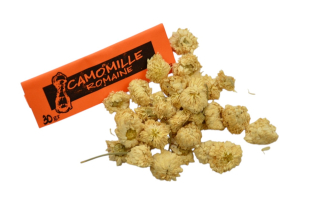 Camomille romaine