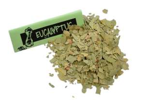 Eucalyptus feuille